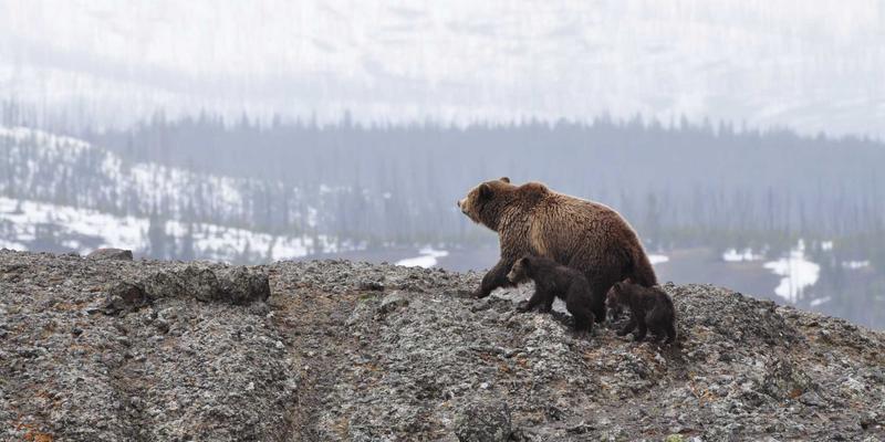 营销RFP与广告招标（Bid/Advertising Tender）中的合同与SLA谈判：如何锁定法律合规与绩效保障