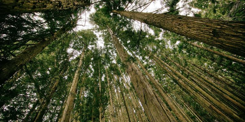 营销RFP终极指南：如何通过专业招标流程获取卓越营销服务